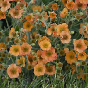 'Totally Tangerine' Geum