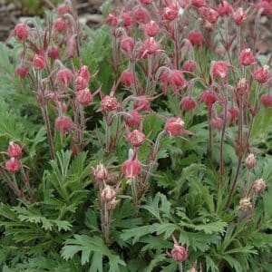 Prairie Smoke