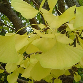Ginkgo, 'Autumn Gold'