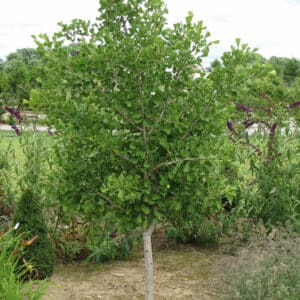 Ginkgo, 'Chi Chi' 3.0'