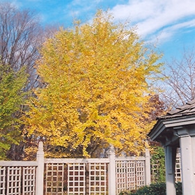 Ginkgo, 'Fastigiata' 8.0'