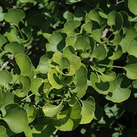 Ginkgo, 'Jade Butterfly'