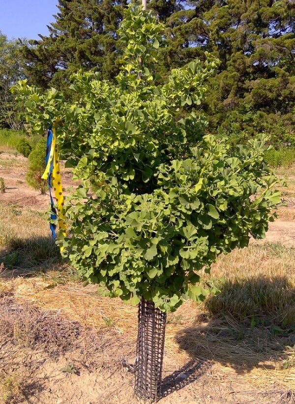 Ginkgo, 'Mariken' - Image 3