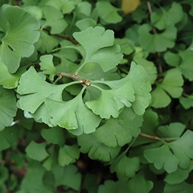 Ginkgo, 'Mariken'