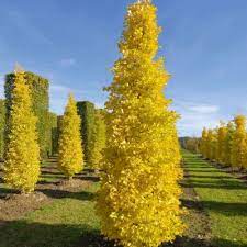 Ginkgo, 'Menhir'
