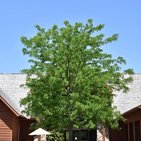 Honeylocust, 'Skyline'
