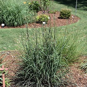 Blackhawks'  Big Blue Stem