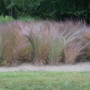 Big Blue Stem
