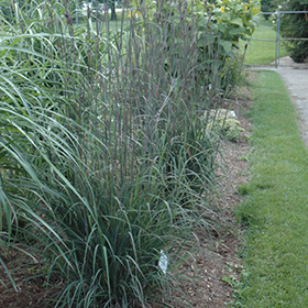 Indian Warrior Big Blue Stem