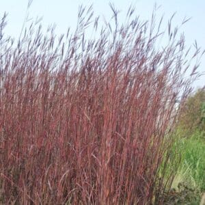 'Red October' Big Blue Stem