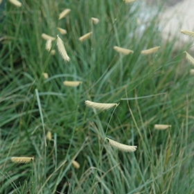 Blonde Ambition' Blue Grama Grass