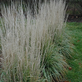 Avalanche Feather Reed Grass