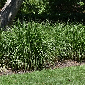 Fall Blooming Feather Reed Grass