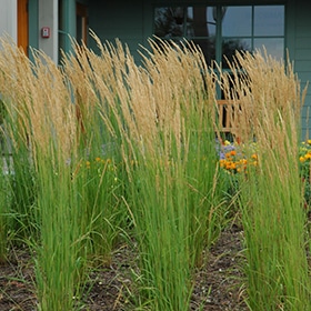Feather Reed Grass