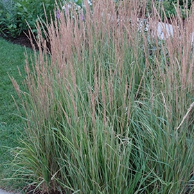Variegated Feather Reed Grass