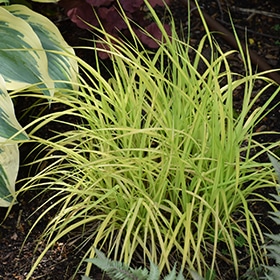Bowles Golden Sedge