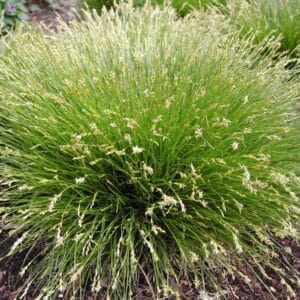 'Brome-Like' Sedge