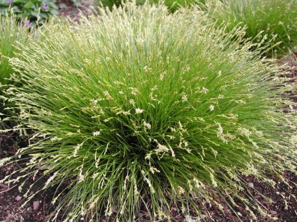 'Brome-Like' Sedge