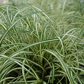 Evergold Palm Sedge