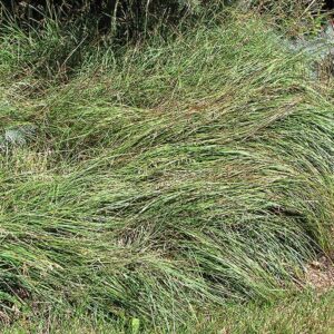 Blue Sedge 1QT