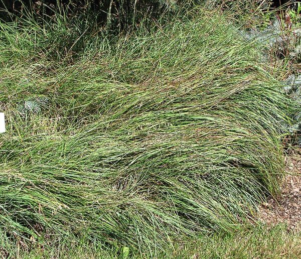 Blue Sedge 1QT