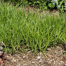 Gray Sedge