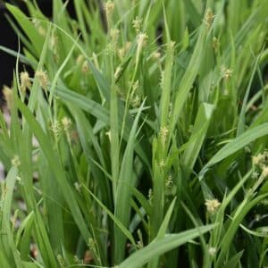 Bunny Blue Carex