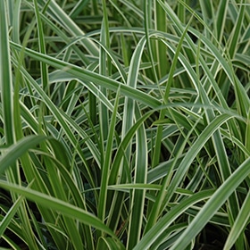 Ice Dance Sedge # 1
