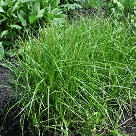 Palm Sedge #1