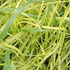 Varigated Palm Sedge