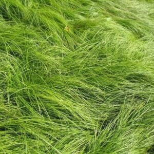 Pennsylvania Sedge