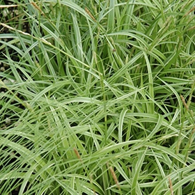 Silver Sceptre Sedge