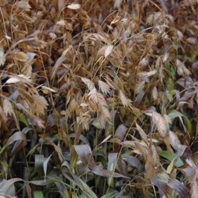 Northern Sea Oats