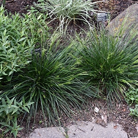Goldtau Tufted Hair Grass