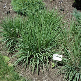 Purple Love Grass