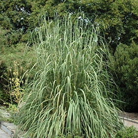 Plume Grass