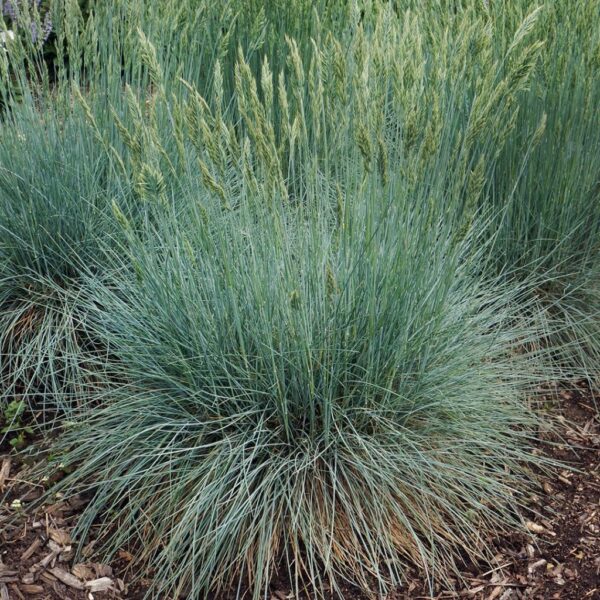 'Cool as Ice' Fescue