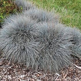 Dwarf Blue Fescue