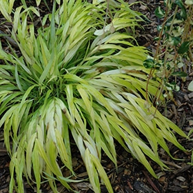 All Gold Japanese Forest Grass