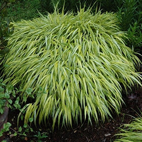 Golden Variegated Japanese Forest Grass