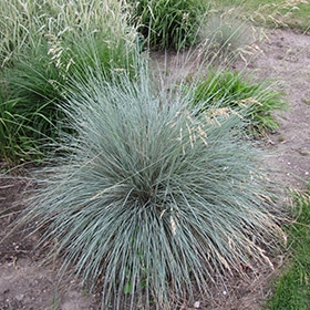 Blue Oat Grass