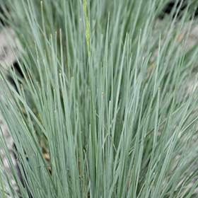 Sapphire Blue Oat Grass