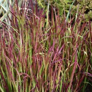 Japanese Blood Grass