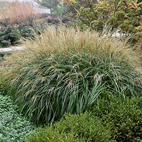 Adagio Maiden Grass
