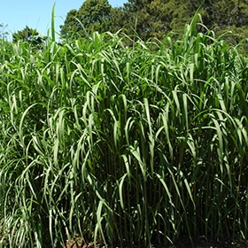 Giant Maiden Grass