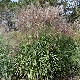 Maiden Grass