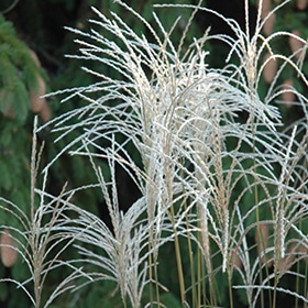 Graziella Maiden Grass