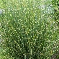 'High Frequency'  Maiden Grass