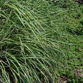 Little Zebra Maiden Grass