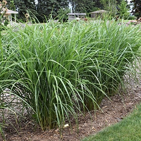 Malepartus Japanese Silver Grass